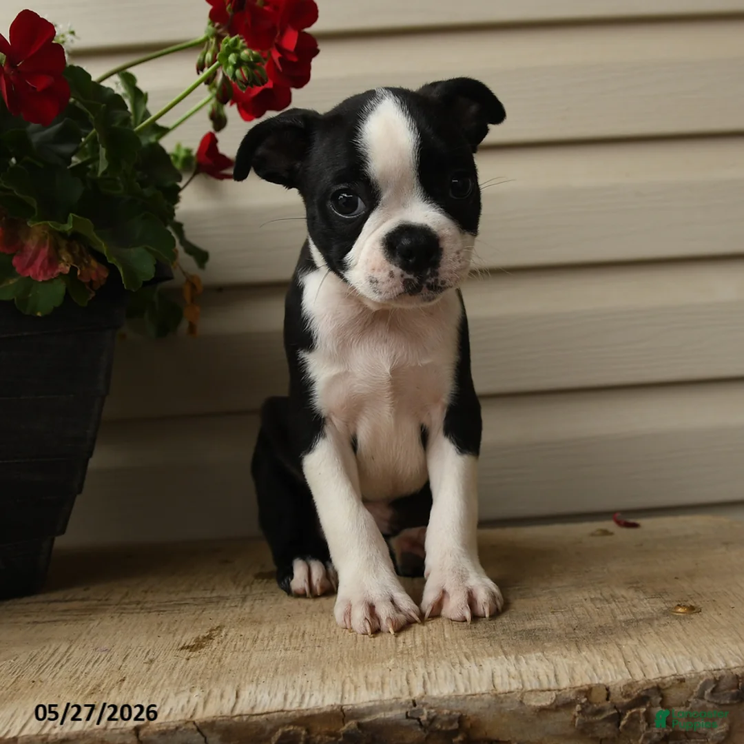 Boston Terrier dogs for sale: Dash - Ad 1