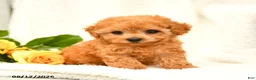 Toy Poodle dogs for sale: Trina - Ad 5