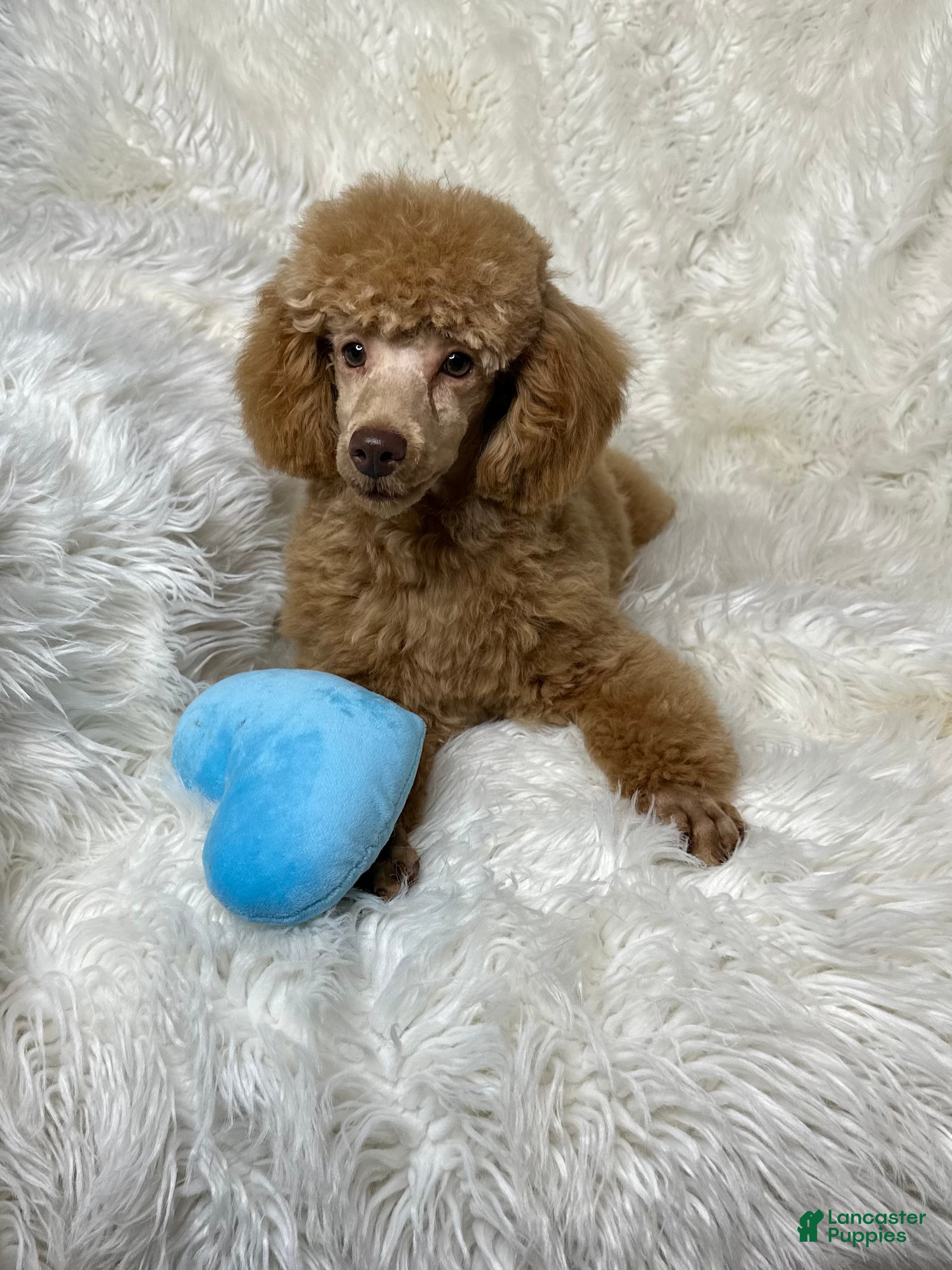 Toy Poodle dogs Yogi - Ad 14