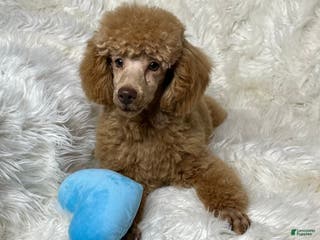 Toy Poodle dogs Yogi - Ad 39