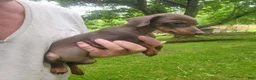 Miniature Pinscher dogs for sale: Rocko - Ad 2