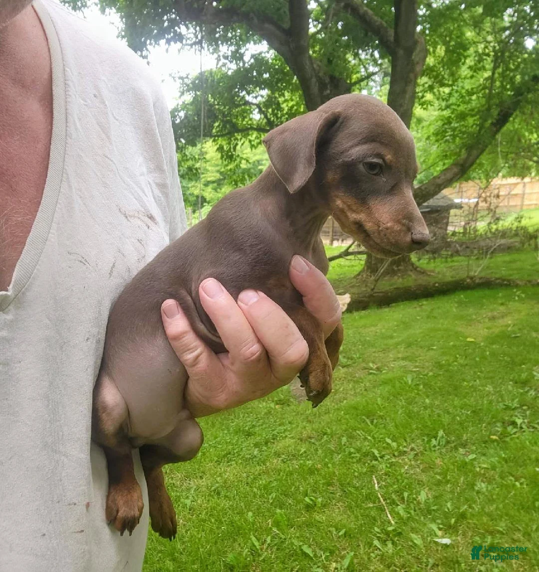 Miniature Pinscher dogs for sale: Rocko - Ad 2