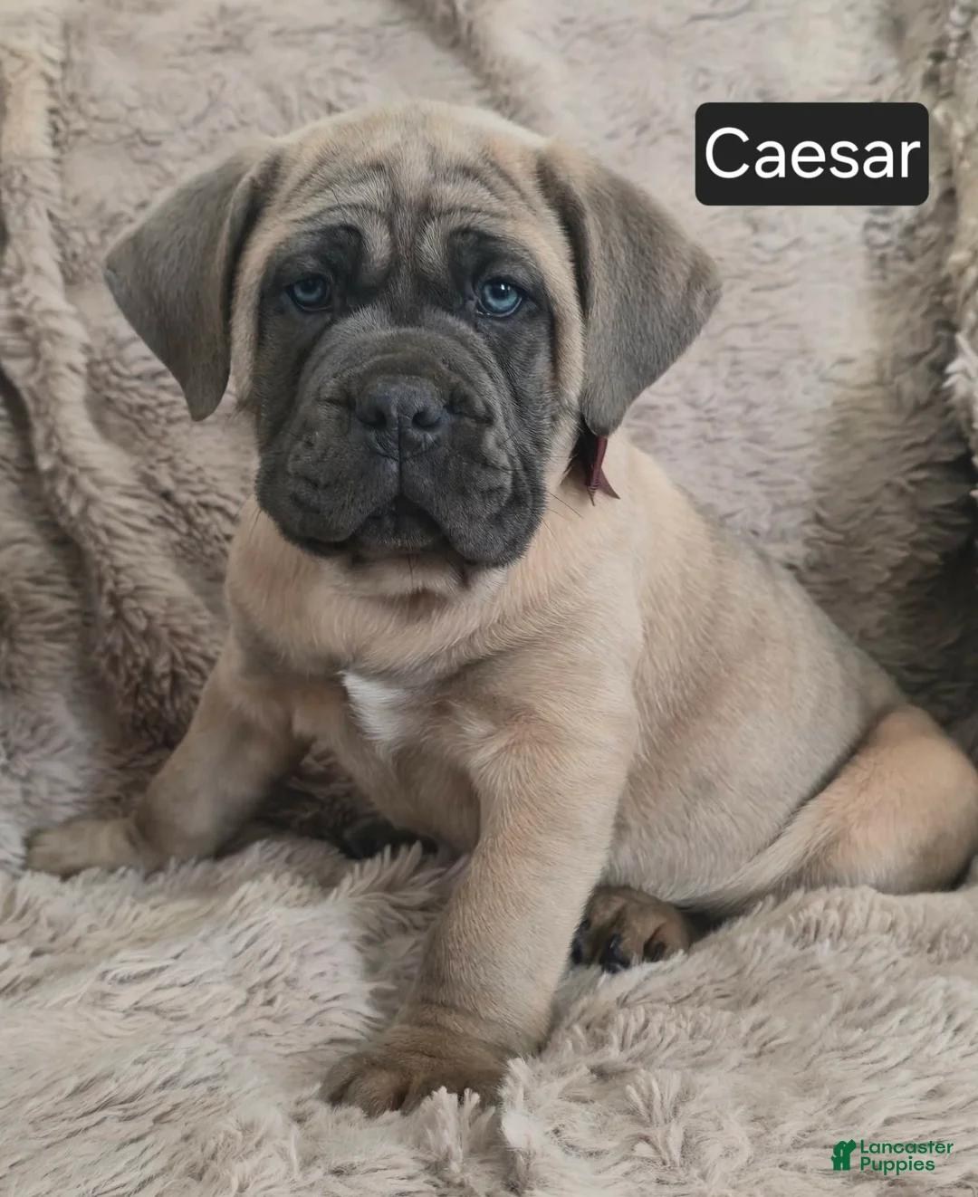 Cane Corso dogs for sale: Caesar - Ad 2