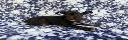 Miniature Schnauzer dogs for sale: Ava - Ad 4