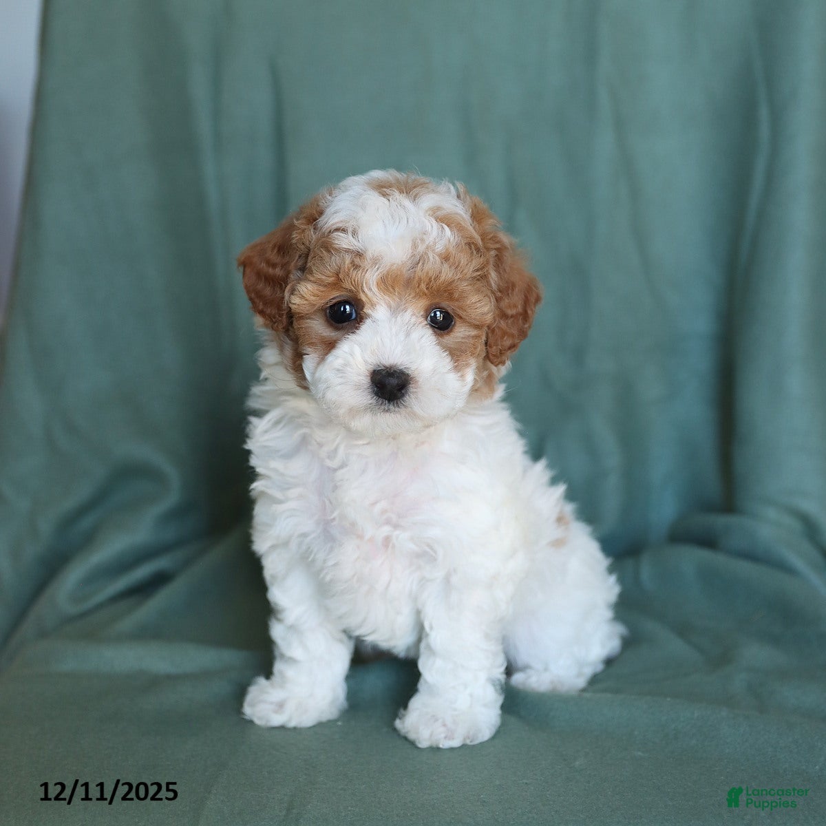 Miniature Poodle dogs Sugar - Ad 10