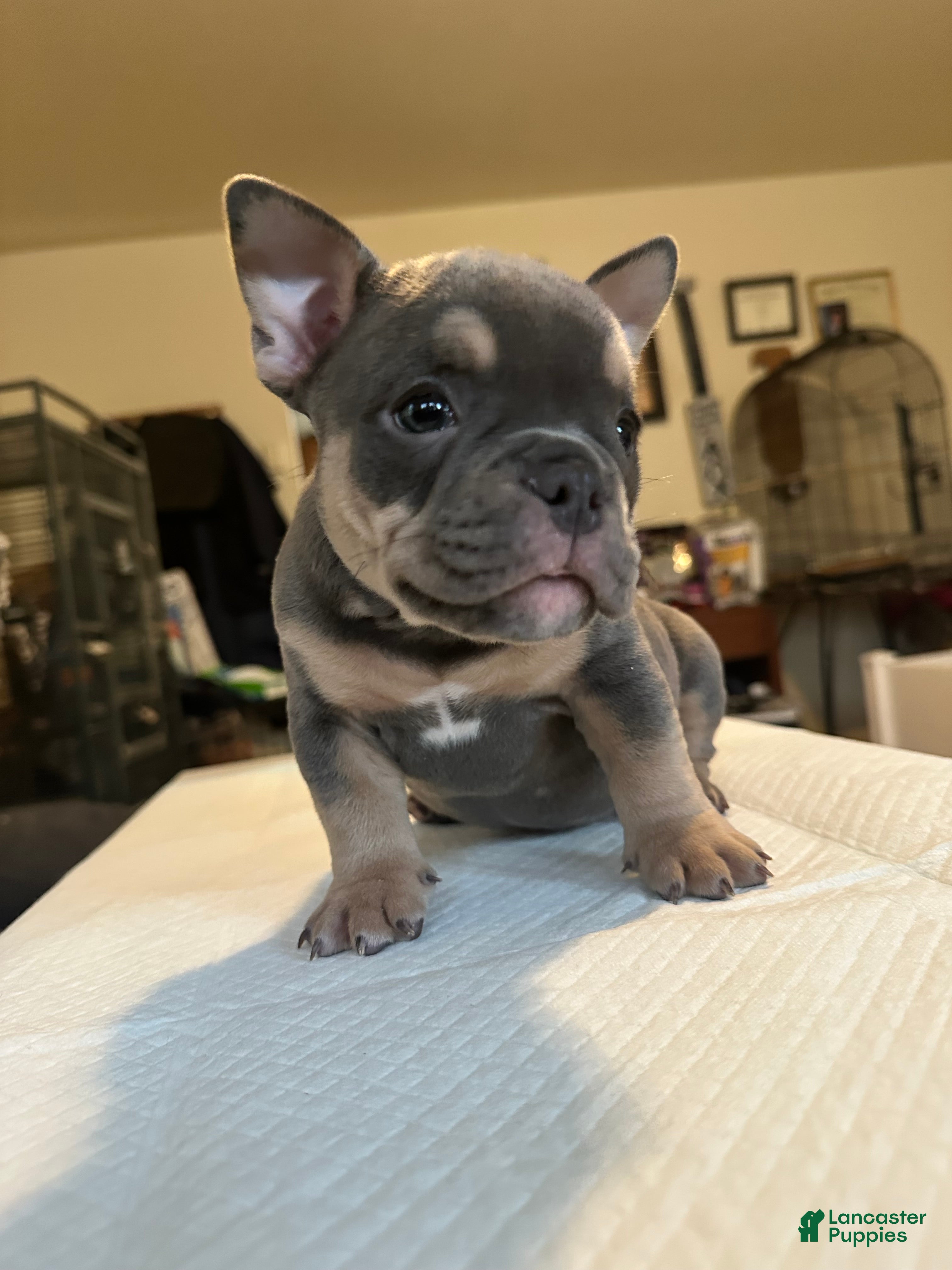 American Bully dogs Indica - Ad 2