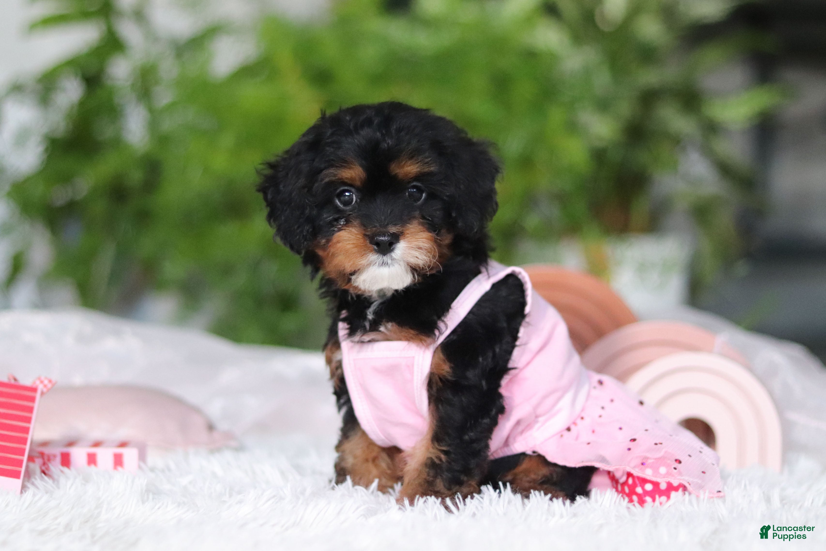 Cavapoo dogs Charity - Ad 1
