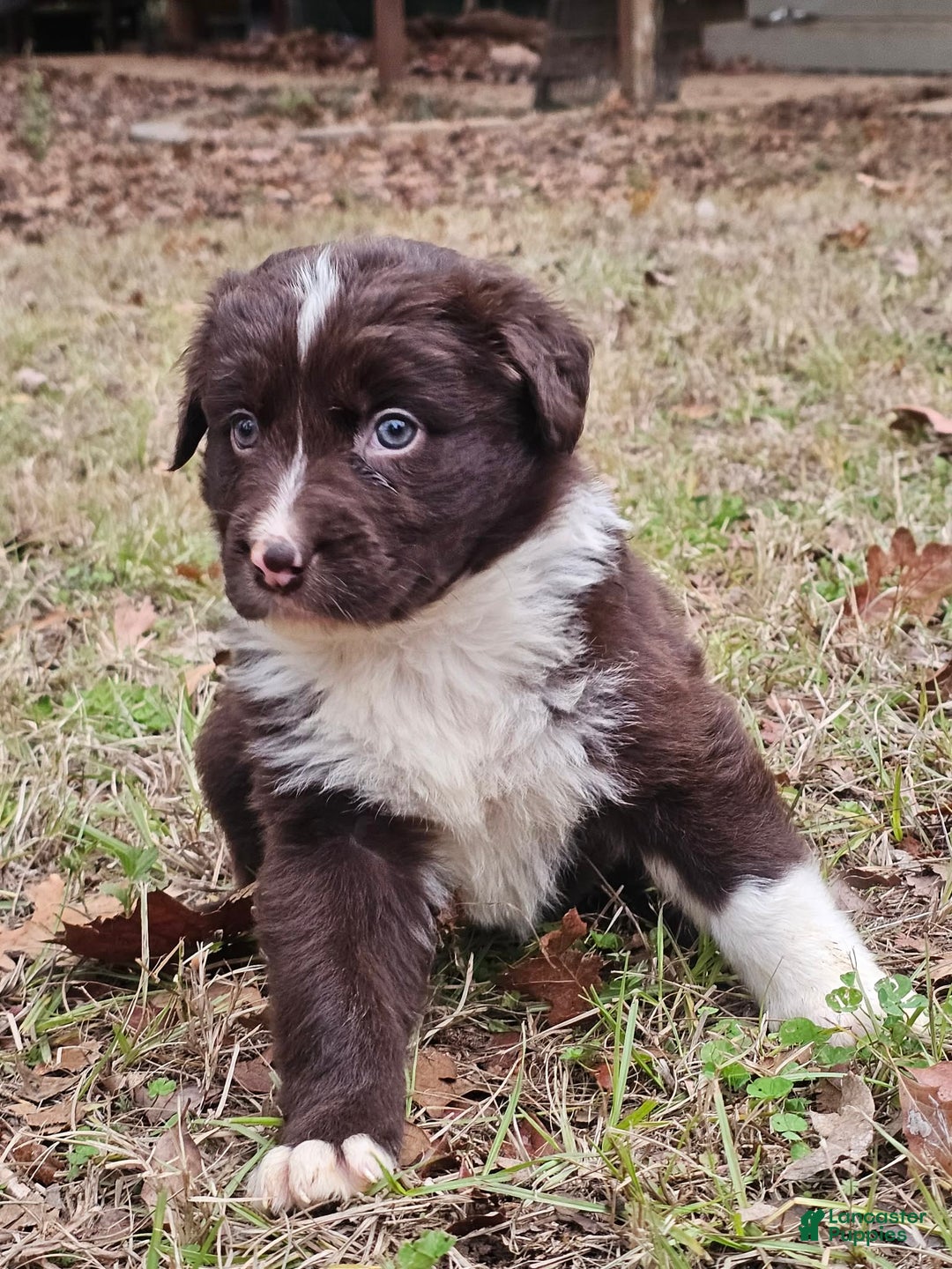 Border Collie dogs for sale: Border Collie Puppy 1 - Ad 2