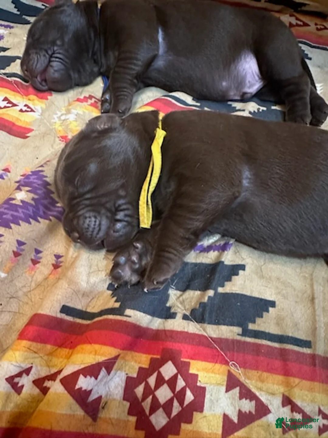 Labrador Retriever dogs for sale: Boy 1  - Ad 1