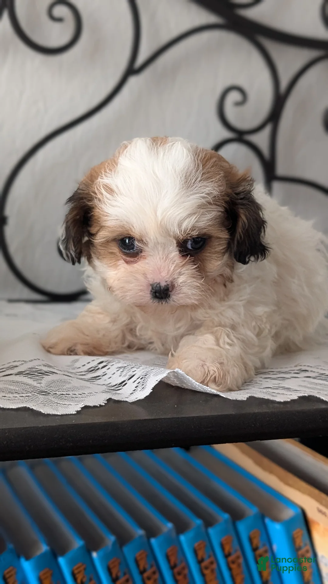 Teddy Bear dogs for sale: Gemma  - Ad 4