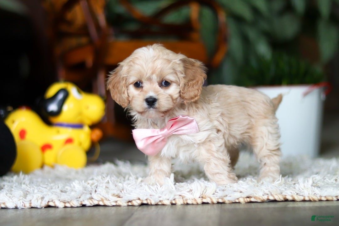 Cavapoo dogs for sale: Rhonda - Ad 5
