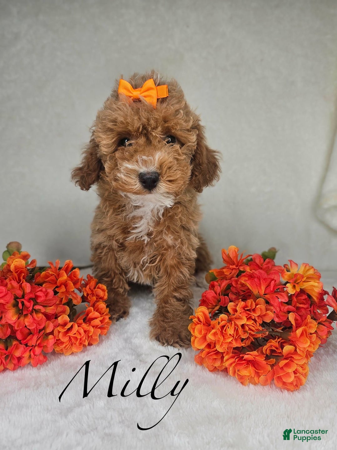 Miniature Poodle dogs for sale: Milly - Ad 3