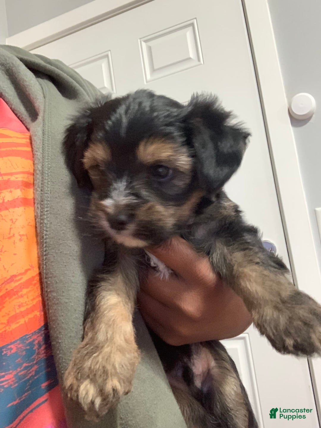 Gallery Image {{count}}