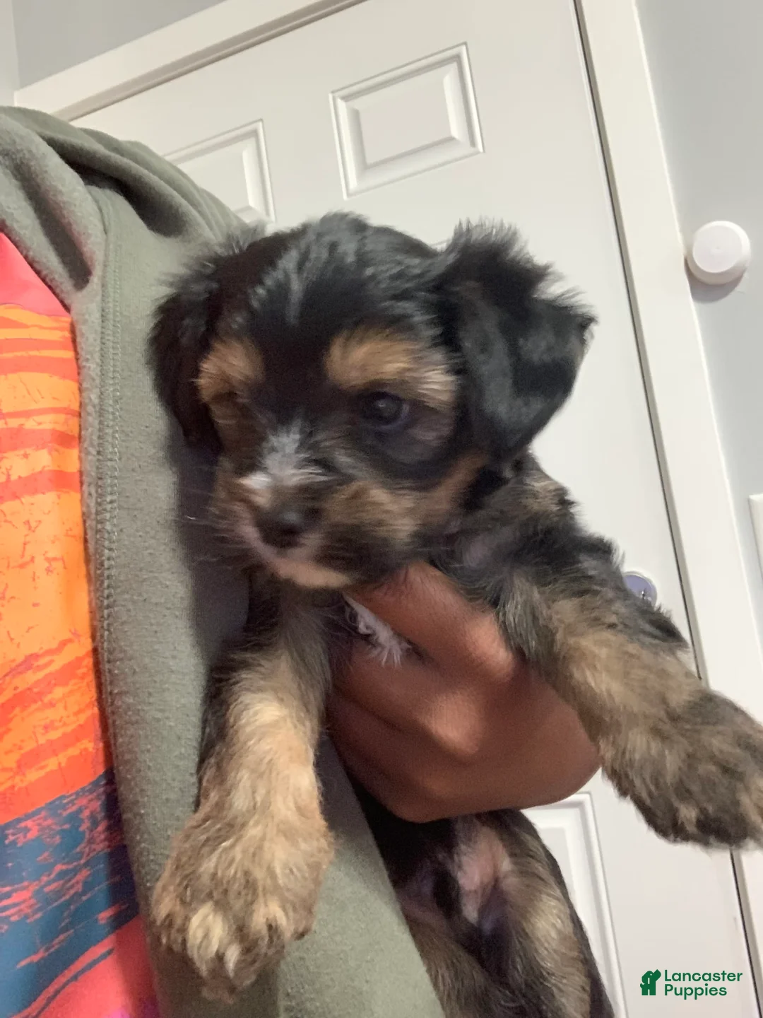 Gallery Image {{count}}