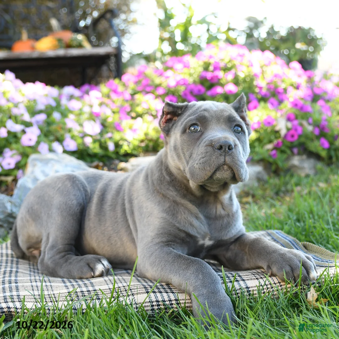 Cane Corso dogs for sale: Tempest - Ad 1
