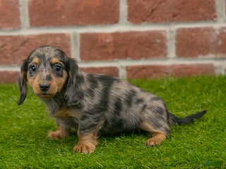 Miniature Dachshund dogs - Ad 33