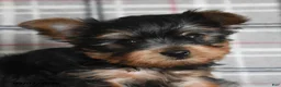 Yorkshire Terrier dogs for sale: Wonton - Ad 5