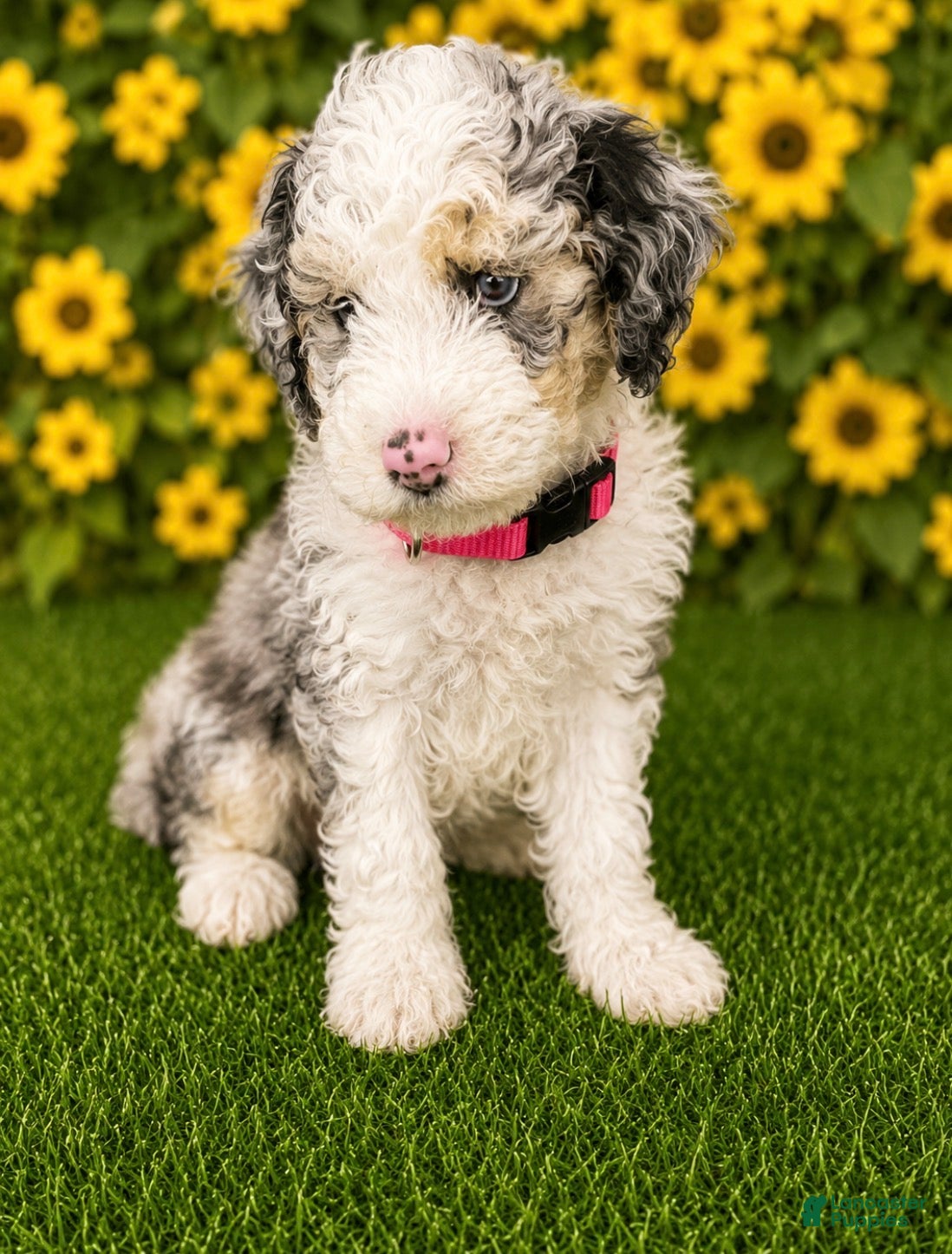 Aussiedoodle dogs Pink Collar  - Ad 1