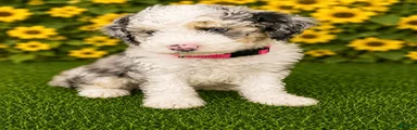 Pink Collar 