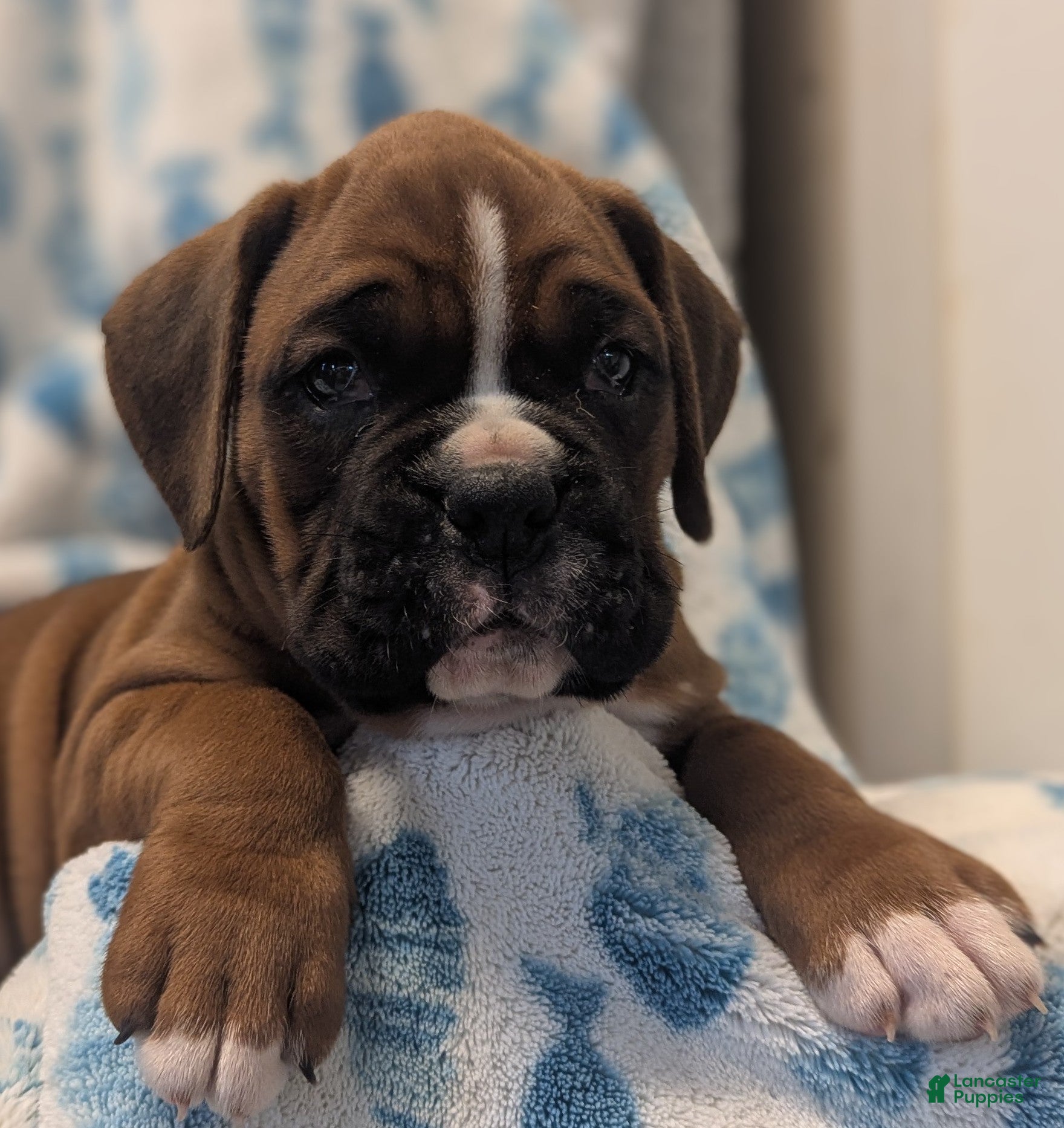 Boxer dogs for sale: Wrangler  - Ad 3