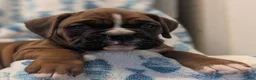 Boxer dogs for sale: Wrangler  - Ad 1