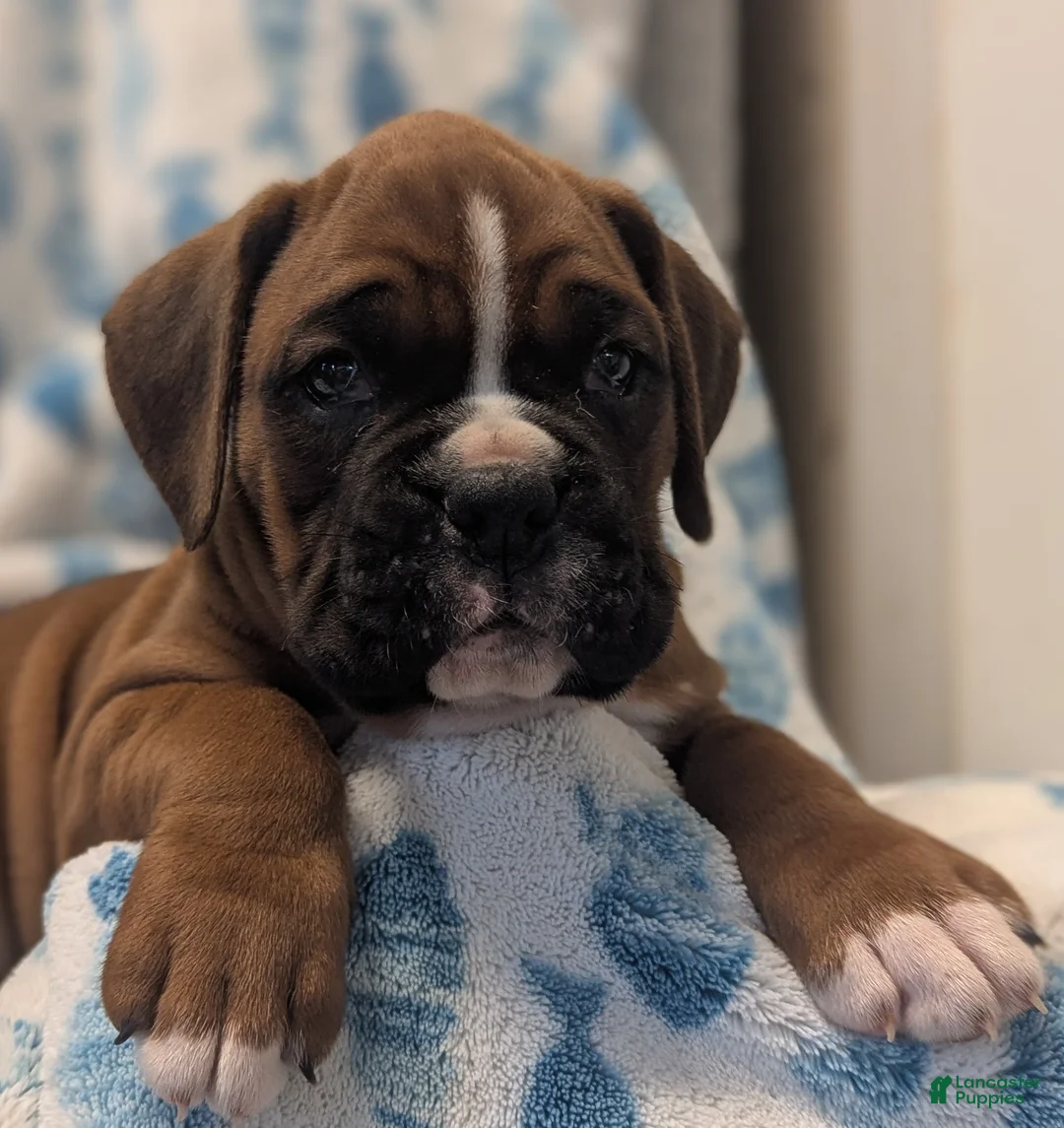 Boxer dogs for sale: Wrangler  - Ad 1