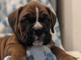 Boxer dogs for sale: Wrangler - Ad 3