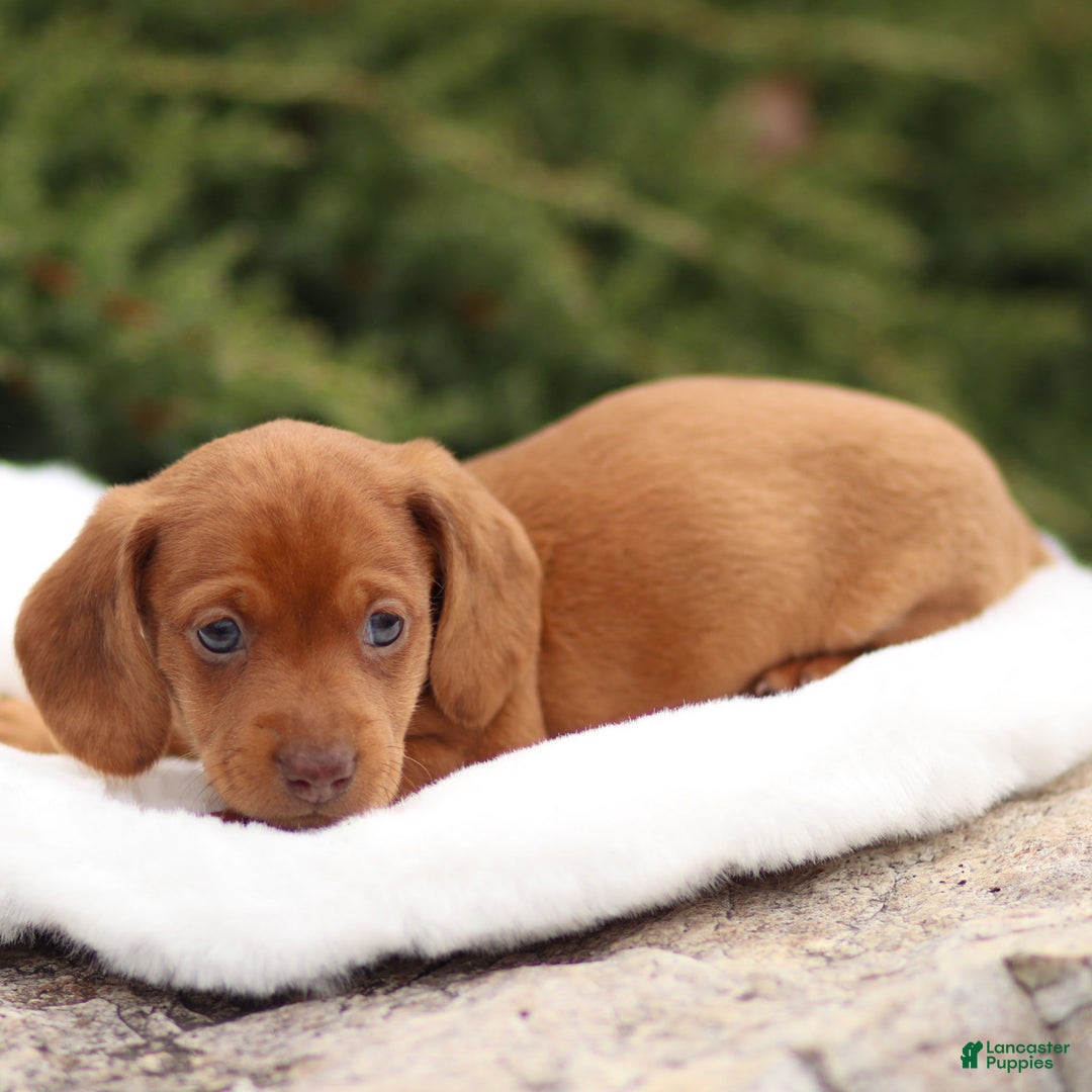 Dachshund dogs for sale: Harry - Ad 9
