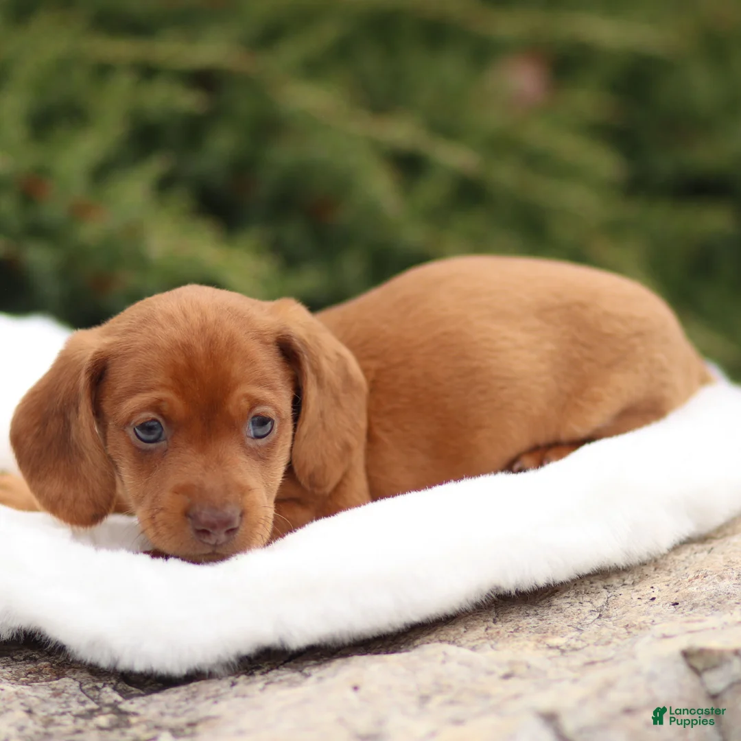 Dachshund dogs for sale: Harry - Ad 12