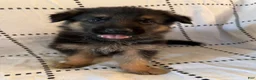 German Shepherd dogs for sale: Oakley (black collar) - Ad 3