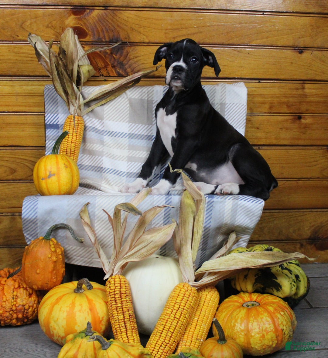 Boxer dogs for sale: Tori - Ad 1