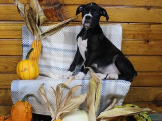 Boxer dogs Tori - Ad 28