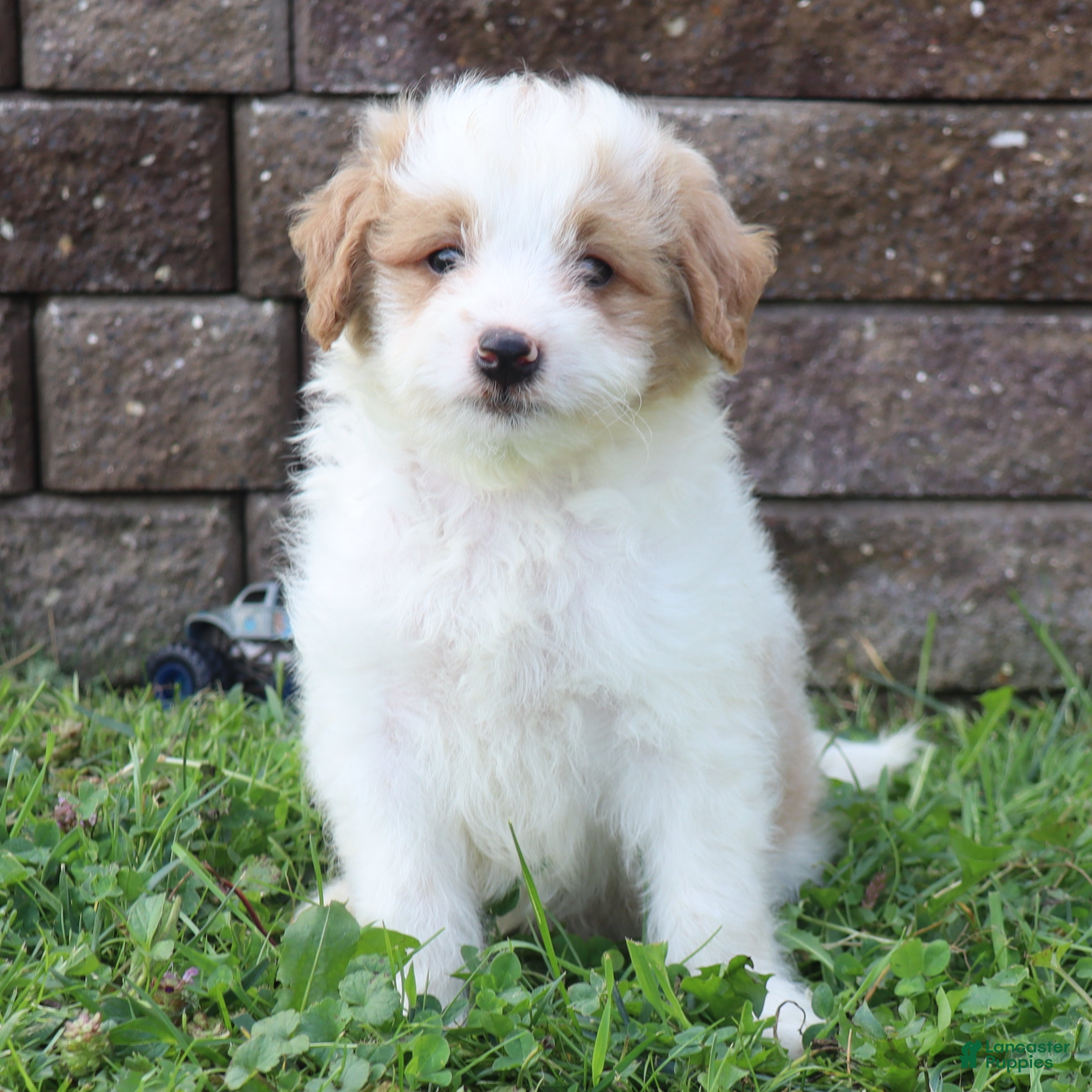 Mini Goldendoodle dogs Chester - Ad 1