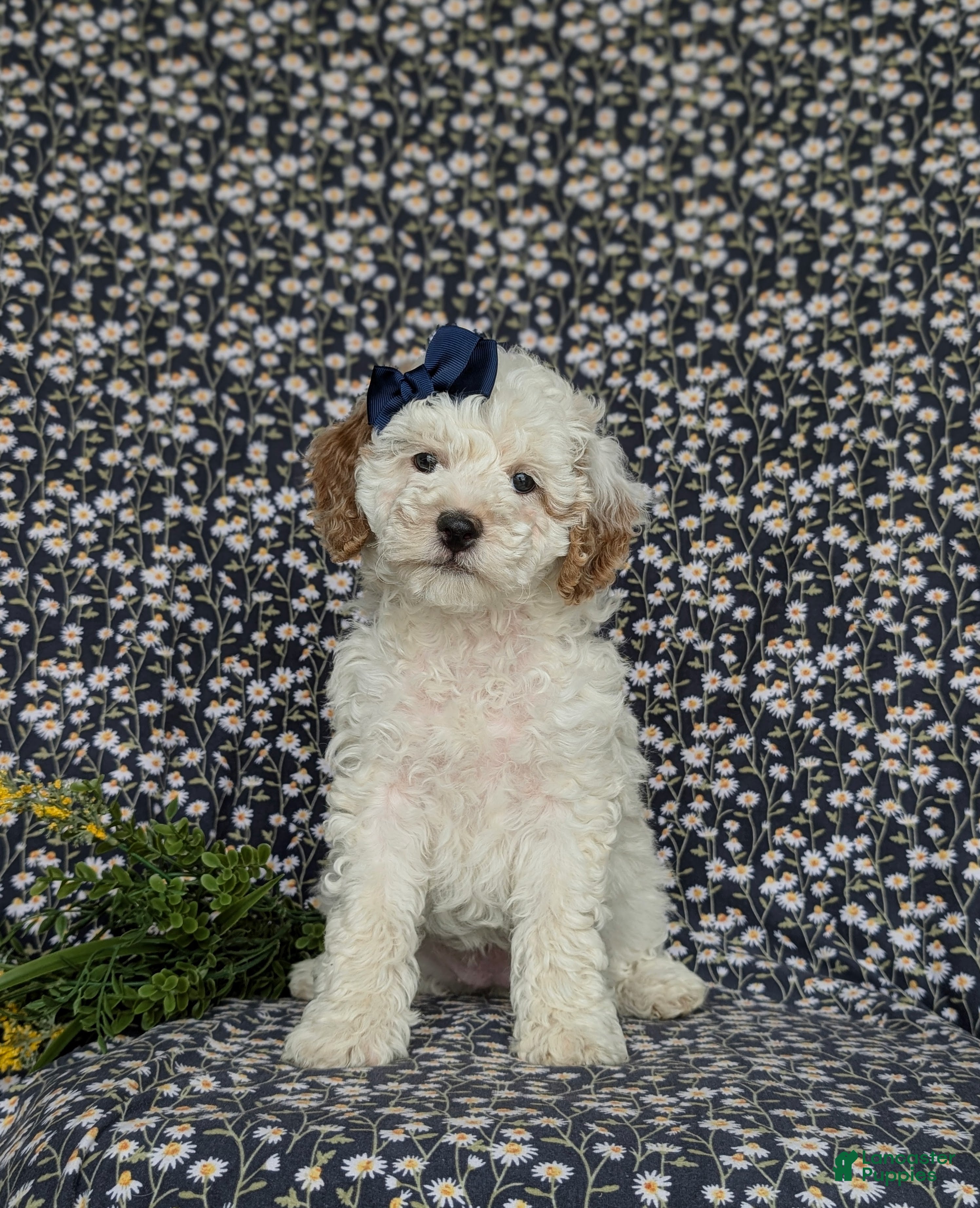 Miniature Poodle dogs Pilar - Ad 2