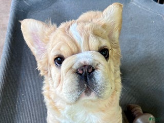 French Bulldog dogs - Ad 1