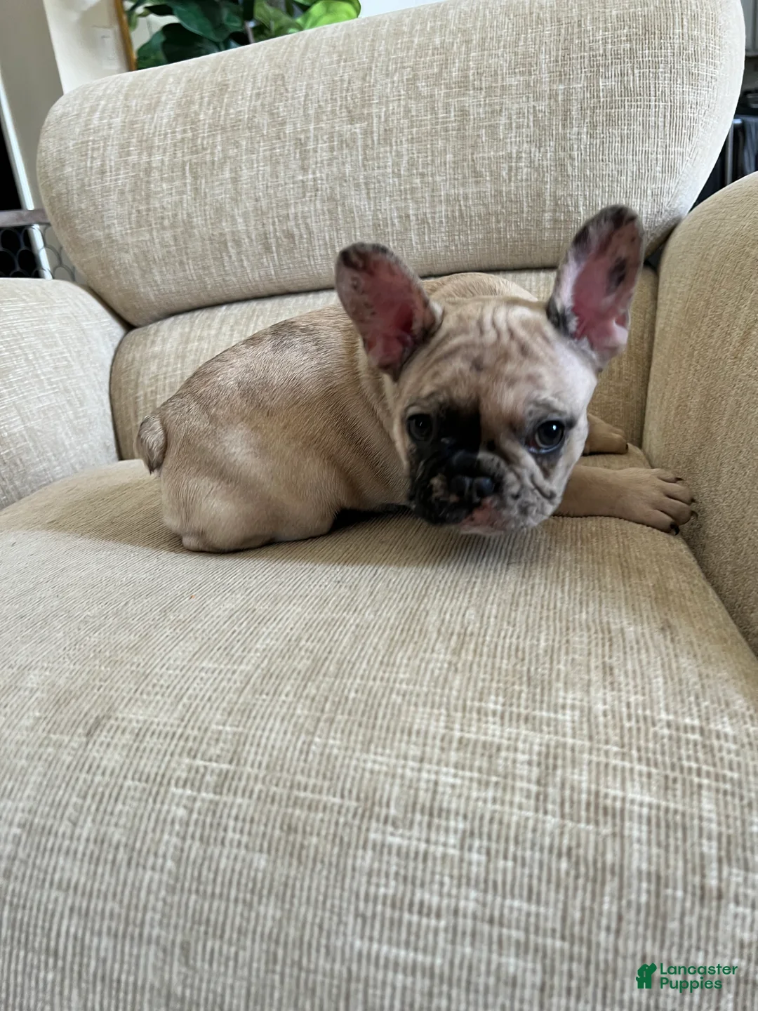 French Bulldog dogs for sale: Scout  - Ad 2