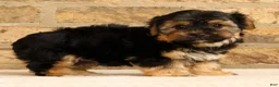 Yochon dogs for sale: Charles - Ad 7