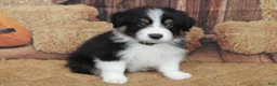 Australian Shepherd dogs for sale: Onyx  - Ad 5
