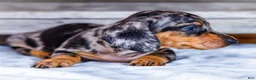 Miniature Dachshund dogs for sale: Casper - Ad 3