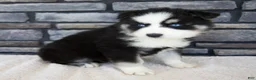 Pomsky dogs for sale: Ramsey - Ad 3