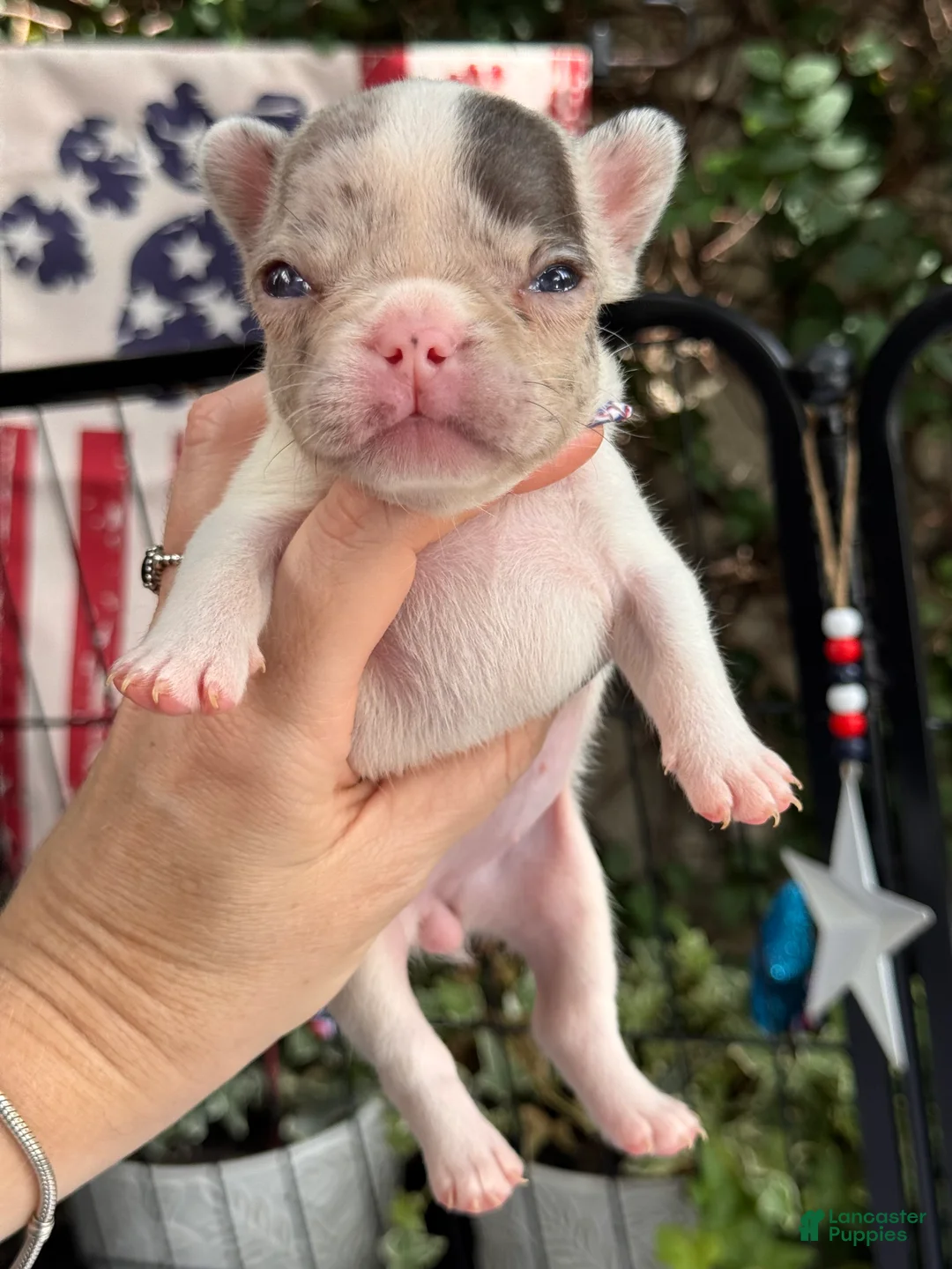French Bulldog dogs for sale: Zinnia - Ad 2
