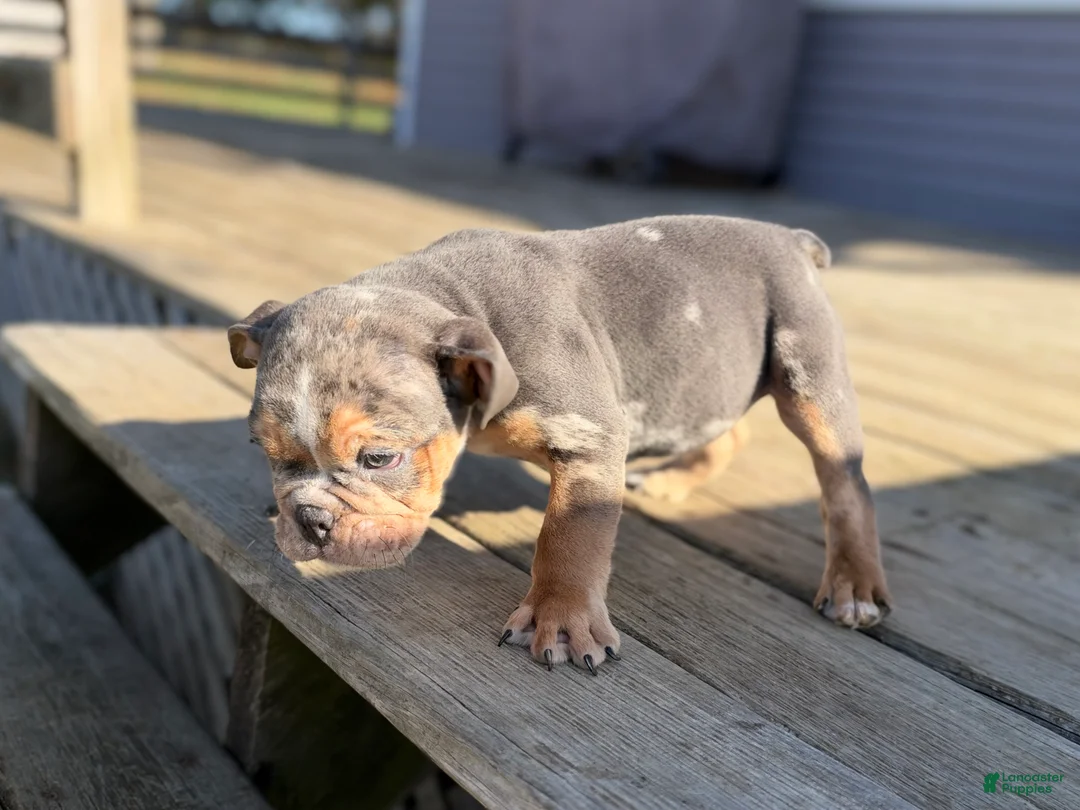 English Bulldog dogs for sale: Versace - Ad 2