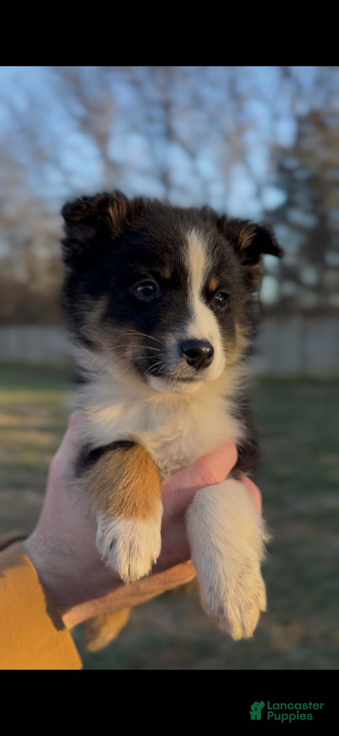 Miniature Australian Shepherd dogs Ranger - Ad 5