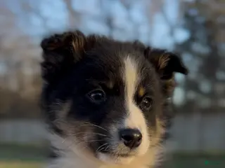 Miniature Australian Shepherd dogs Ranger - Ad 4