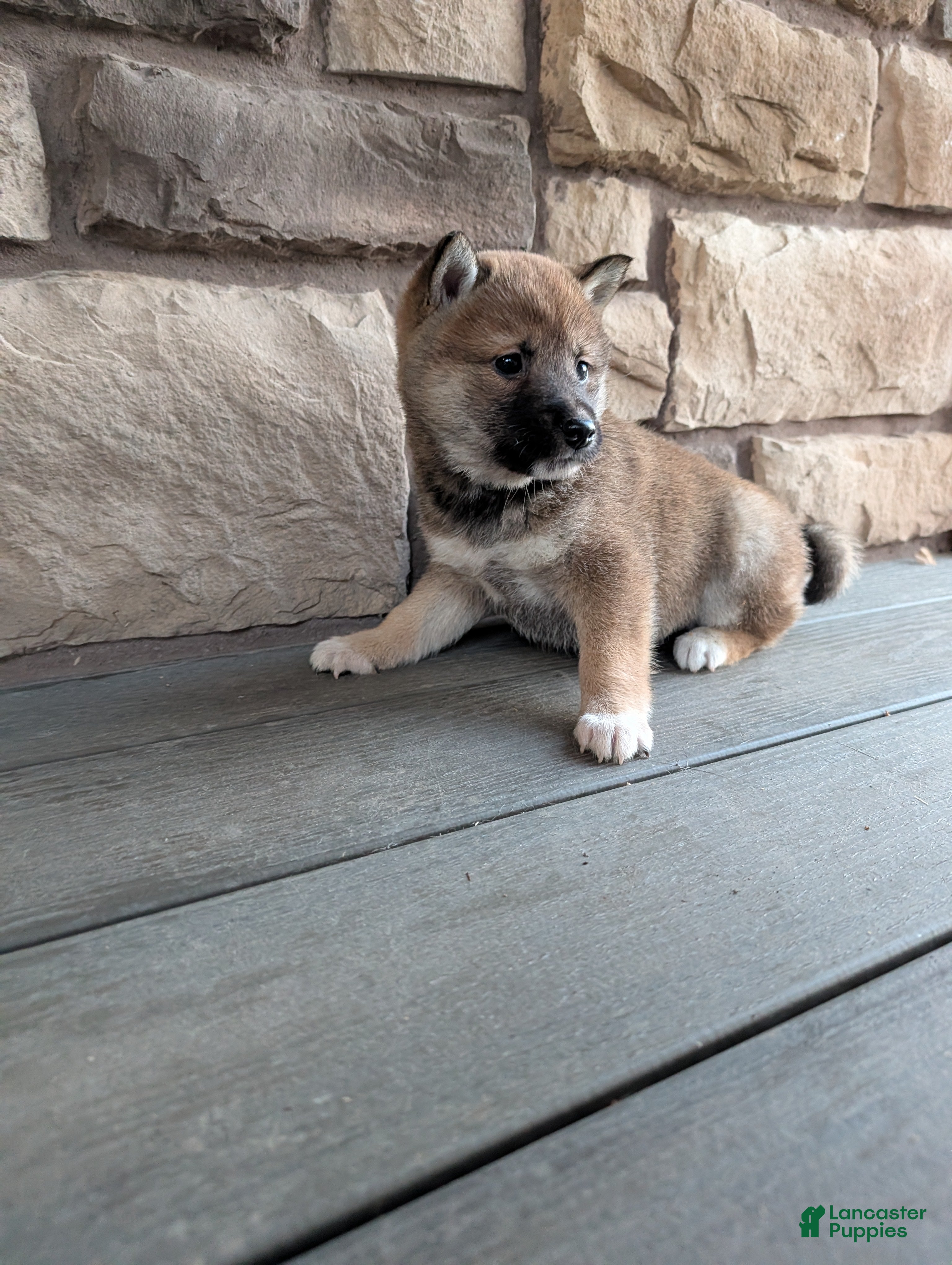 Shiba Inu dogs for sale: Finley  - Ad 2