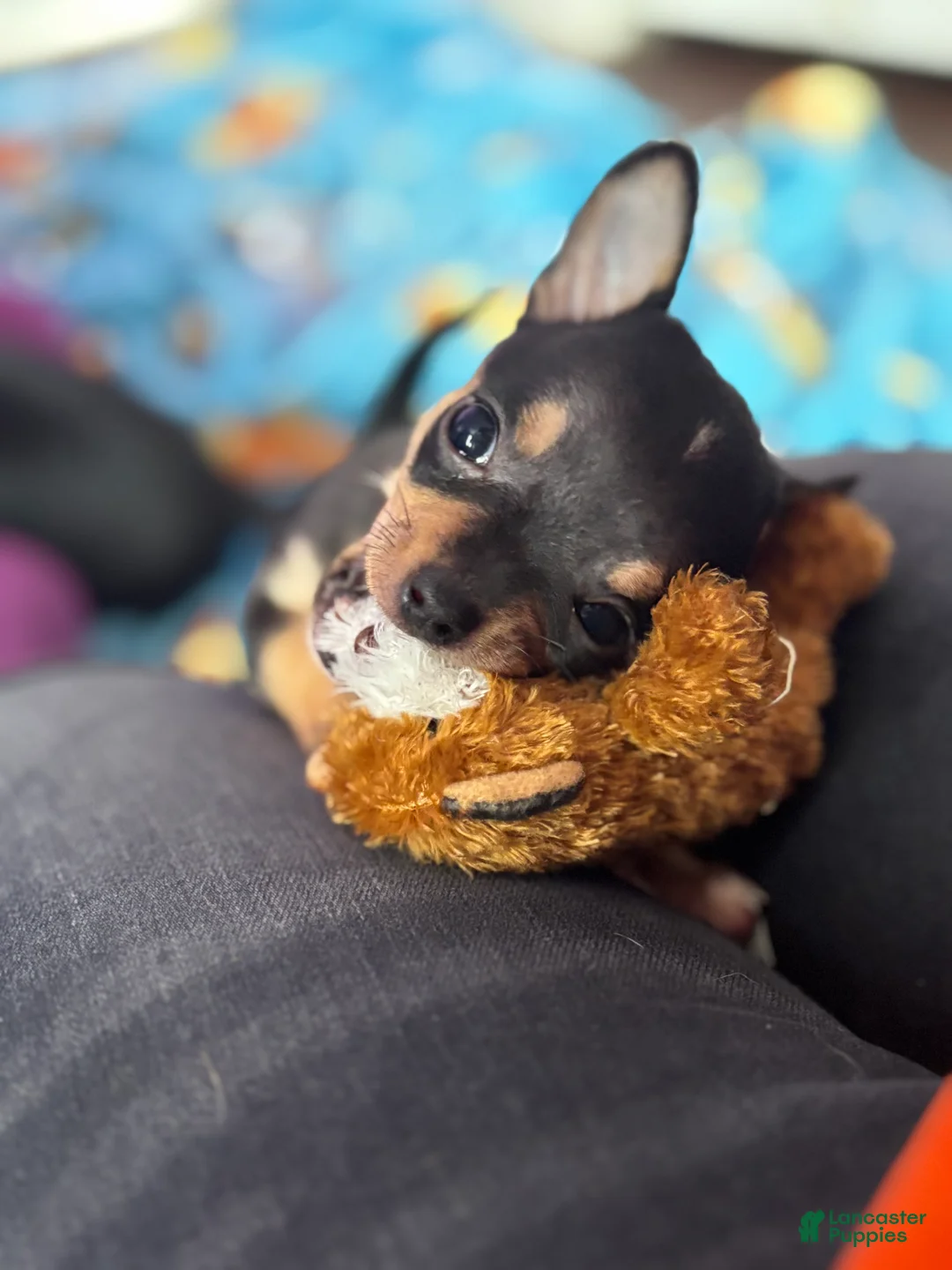Chihuahua dogs for sale: Chihuahua Puppy 2 - Ad 3