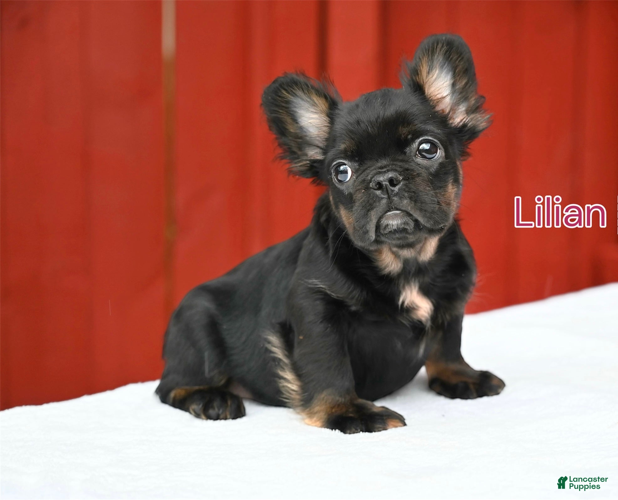 French Bulldog dogs Lillian - Ad 1
