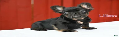 Lillian