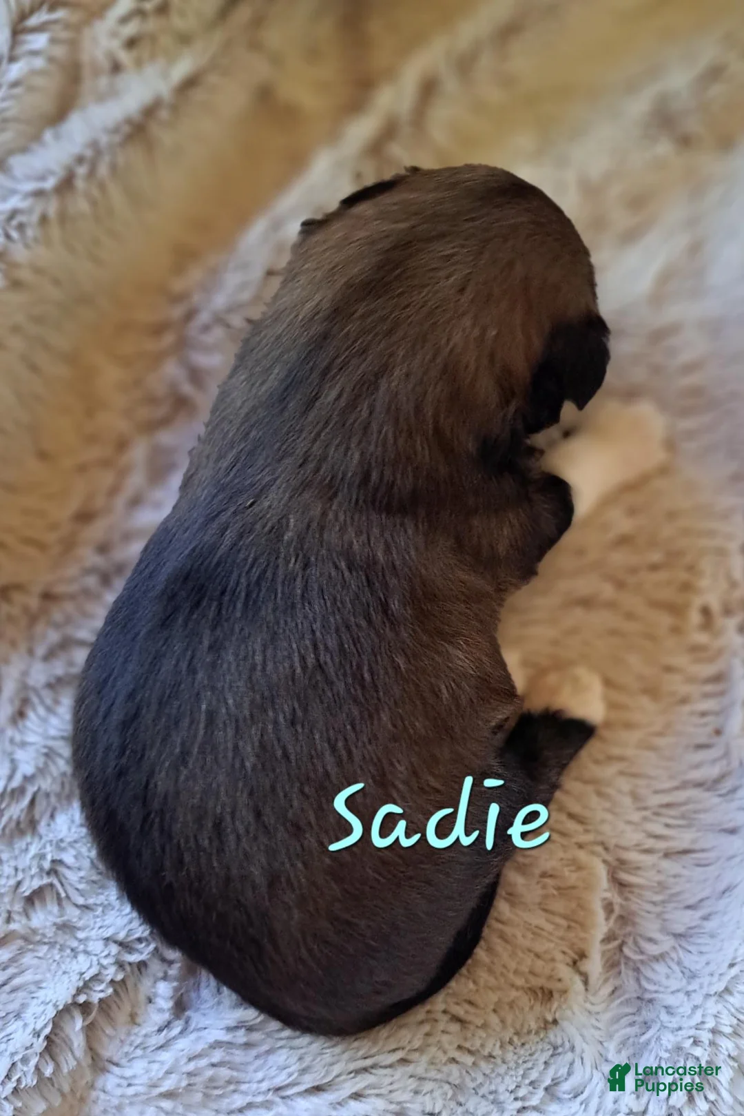 Lhasa Apso dogs for sale: Sadie - Ad 1