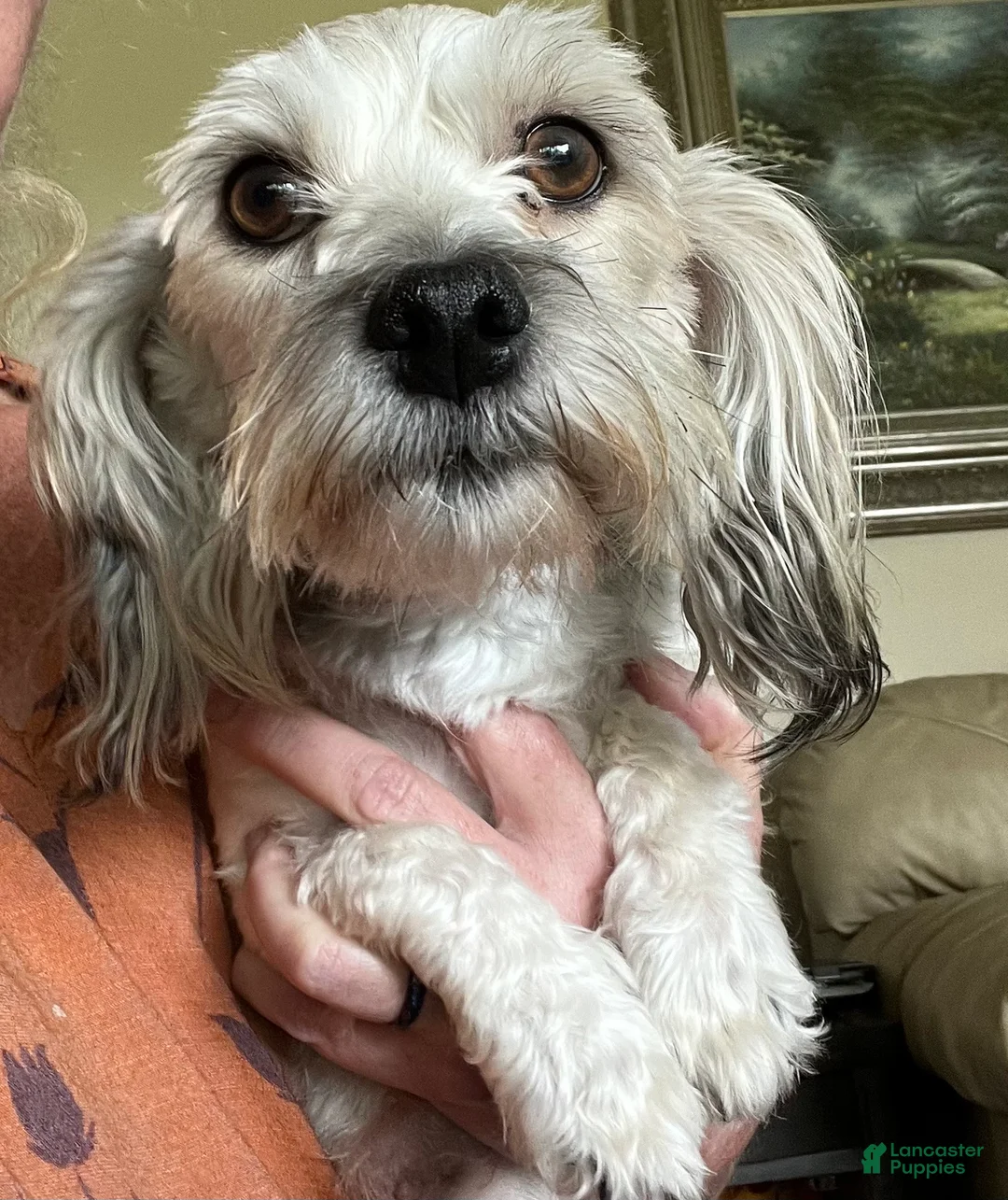 Havanese dogs for sale: Winston - Ad 6